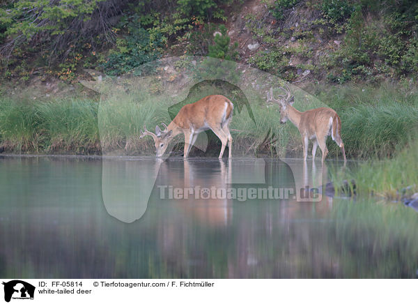 white-tailed deer / FF-05814