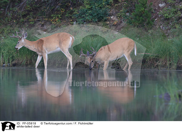 Weiwedelhirsche / white-tailed deer / FF-05818