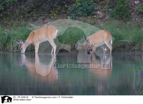 Weiwedelhirsche / white-tailed deer / FF-05819