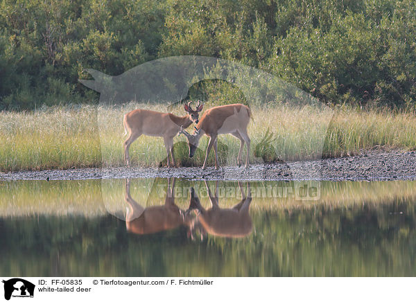 Weiwedelhirsche / white-tailed deer / FF-05835