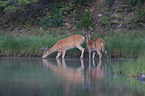 white-tailed deer