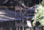 white-tailed deer