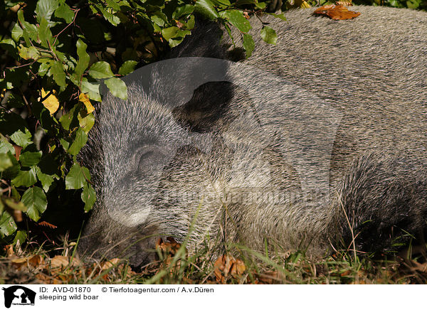 schlafendes Wildschwein / sleeping wild boar / AVD-01870