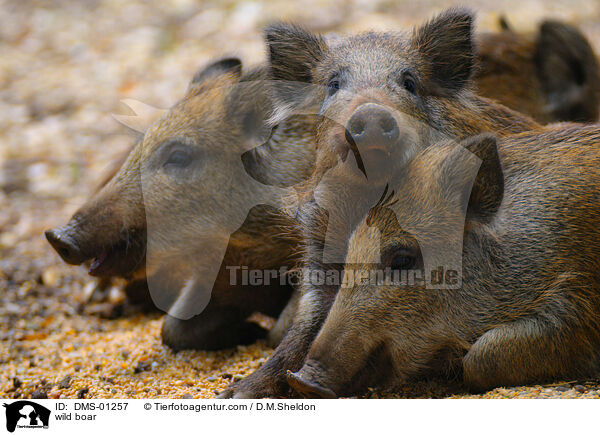 Wildschwein / wild boar / DMS-01257