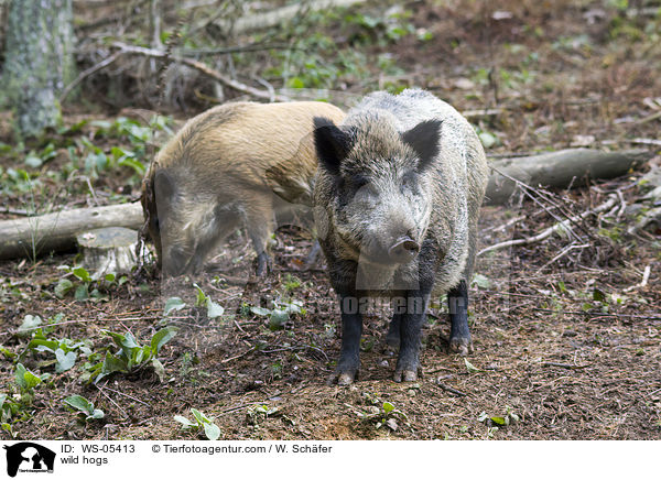 Wildschweine / wild hogs / WS-05413