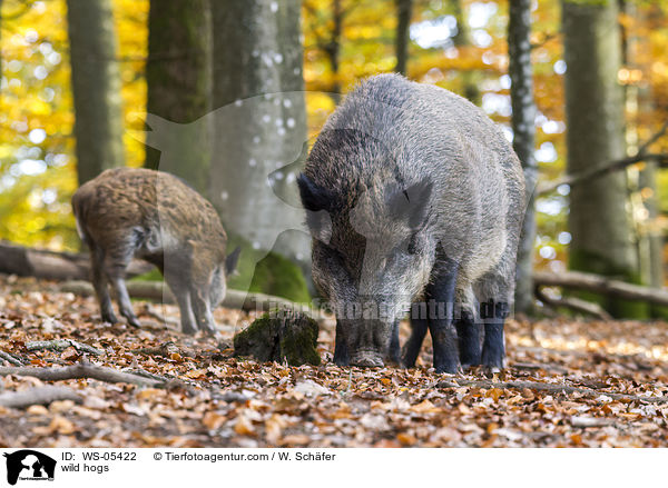 Wildschweine / wild hogs / WS-05422