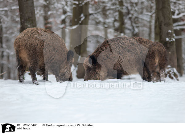 Wildschweine / wild hogs / WS-05461