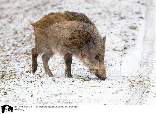 Wildschwein / wild hog / WS-05498