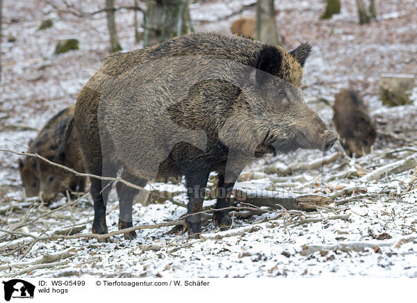 Wildschweine / wild hogs / WS-05499