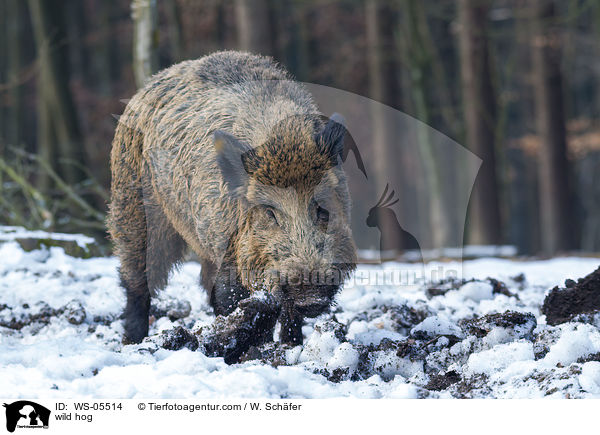 Wildschwein / wild hog / WS-05514