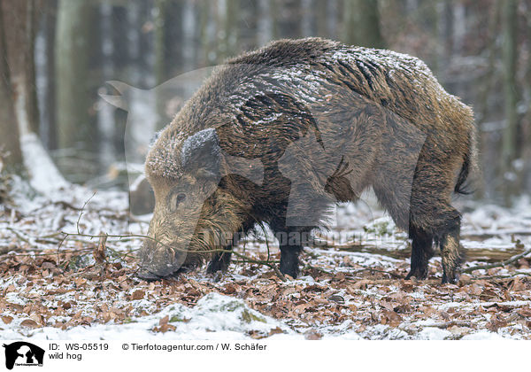 Wildschwein / wild hog / WS-05519