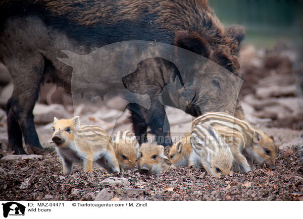 Wildschweine / wild boars / MAZ-04471