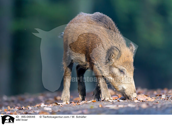 Wildschwein / wild boar / WS-06646