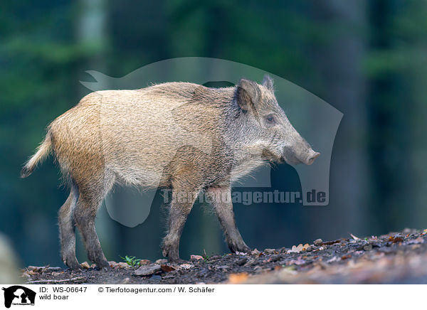 wild boar / WS-06647