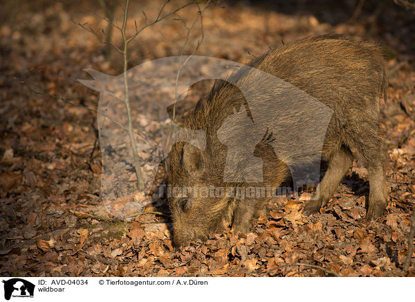 Wildschwein / wildboar / AVD-04034