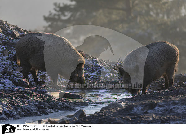 Wildschweine am Wasser / wild boars at the water / PW-06605