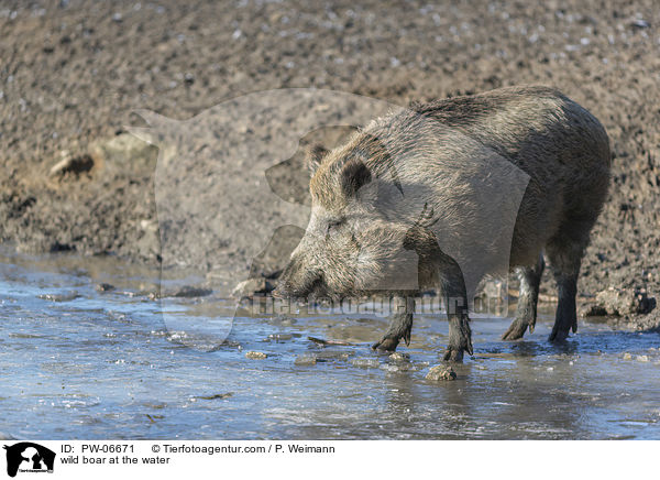 Wildschwein am Wasser / wild boar at the water / PW-06671