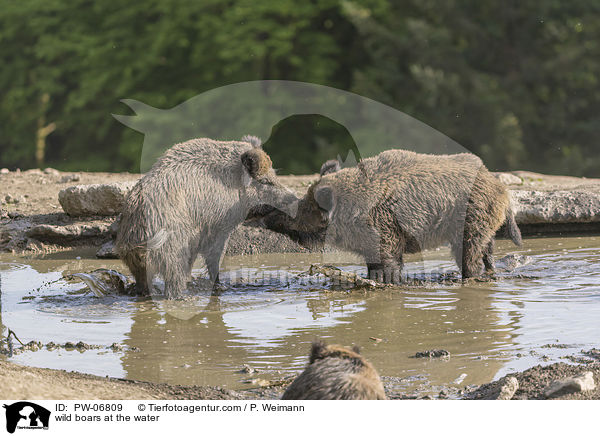 Wildschweine am Wasser / wild boars at the water / PW-06809