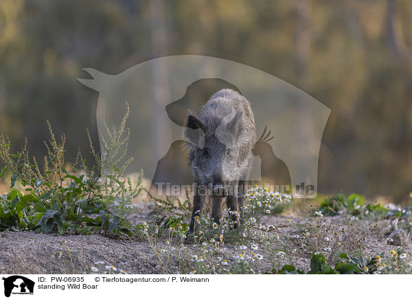 stehendes Wildschwein / standing Wild Boar / PW-06935
