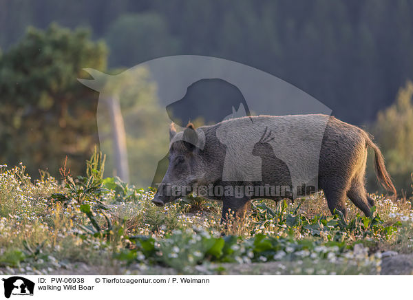 laufendes Wildschwein / walking Wild Boar / PW-06938