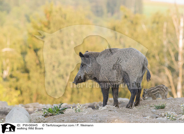 laufende Wildschweine / walking Wild Boars / PW-06945