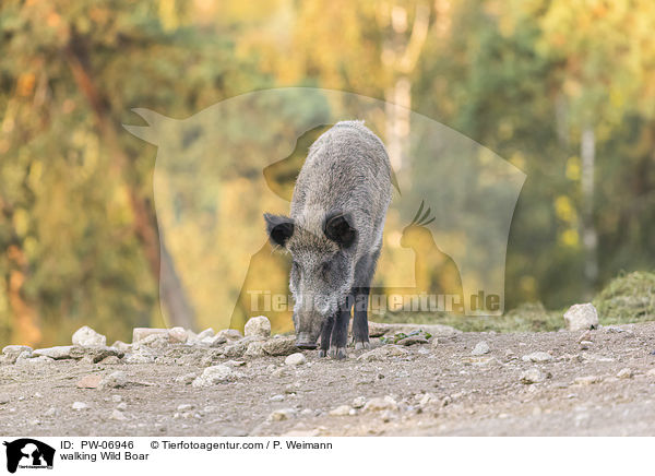 laufendes Wildschwein / walking Wild Boar / PW-06946