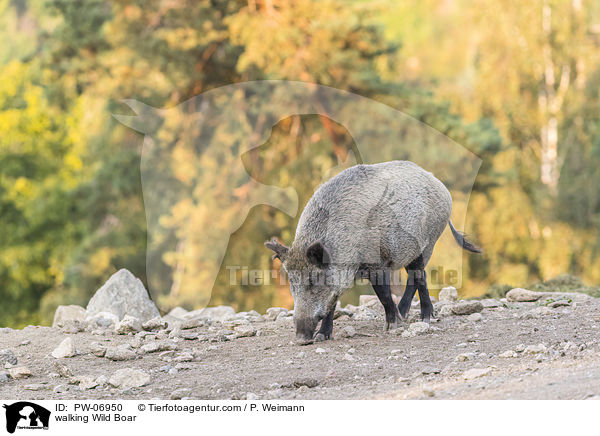 laufendes Wildschwein / walking Wild Boar / PW-06950