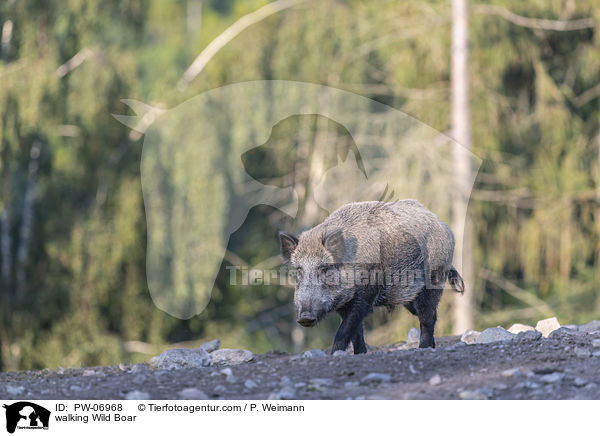 laufendes Wildschwein / walking Wild Boar / PW-06968