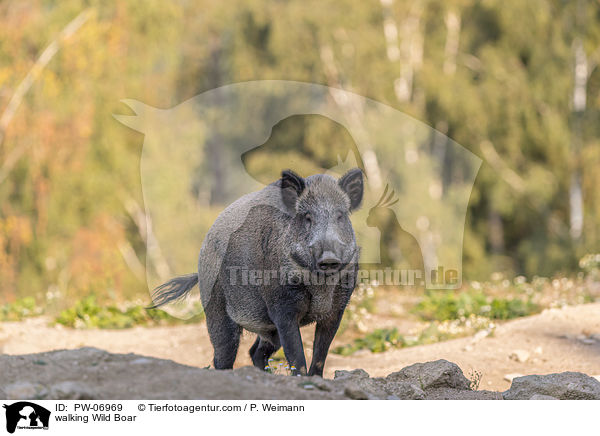 laufendes Wildschwein / walking Wild Boar / PW-06969