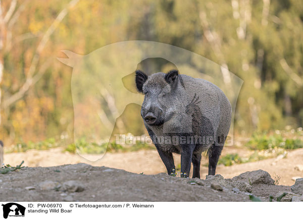 stehendes Wildschwein / standing Wild Boar / PW-06970