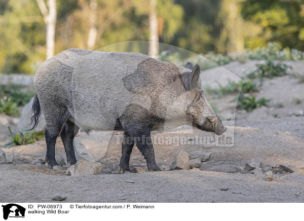 laufendes Wildschwein / walking Wild Boar / PW-06973