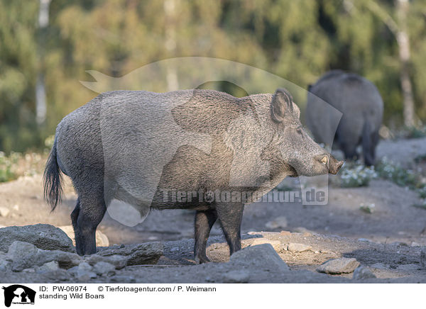 stehende Wildschweine / standing Wild Boars / PW-06974