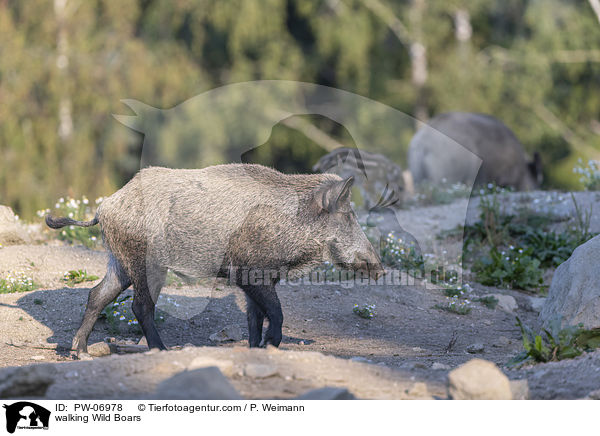 laufende Wildschweine / walking Wild Boars / PW-06978