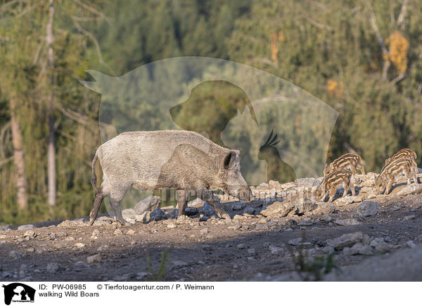 laufende Wildschweine / walking Wild Boars / PW-06985