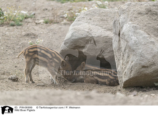 Wildschwein Ferkel / Wild Boar Piglets / PW-06999