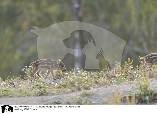 laufende Wildschweine / walking Wild Boars / PW-07017