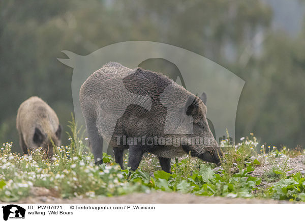 laufende Wildschweine / walking  Wild Boars / PW-07021