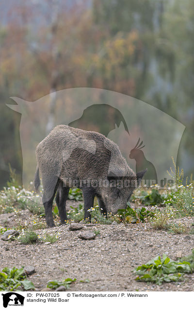 stehendes Wildschwein / standing Wild Boar / PW-07025