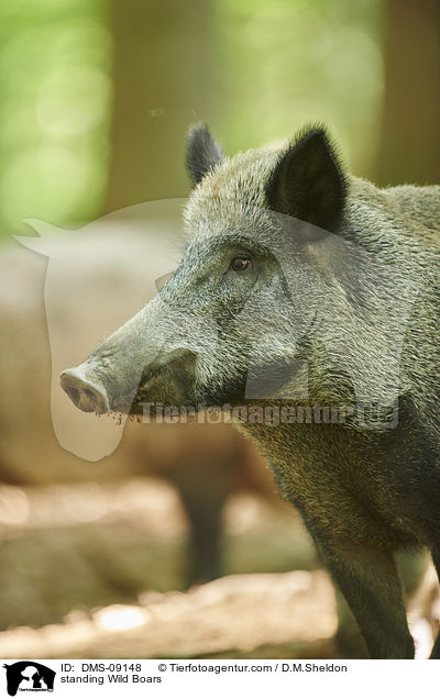 stehende Wildschweine / standing Wild Boars / DMS-09148