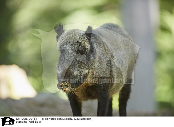 stehendes Wildschwein / standing Wild Boar / DMS-09151