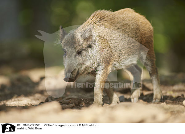 laufendes Wildschwein / walking Wild Boar / DMS-09152