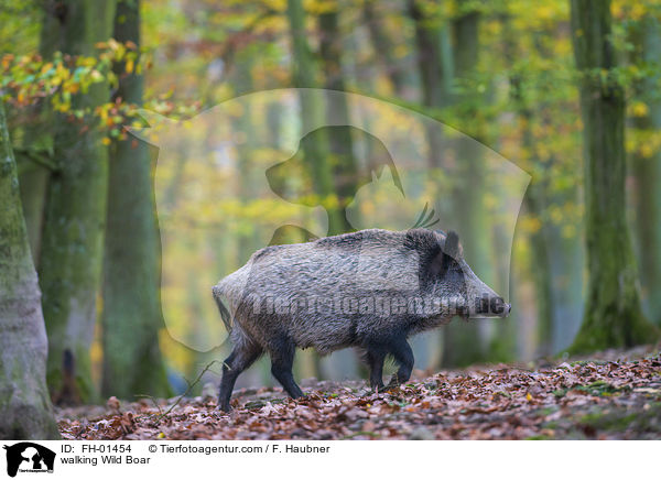 laufendes Wildschwein / walking Wild Boar / FH-01454