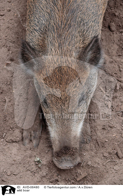 Wildschwein / wild boar / AVD-06480