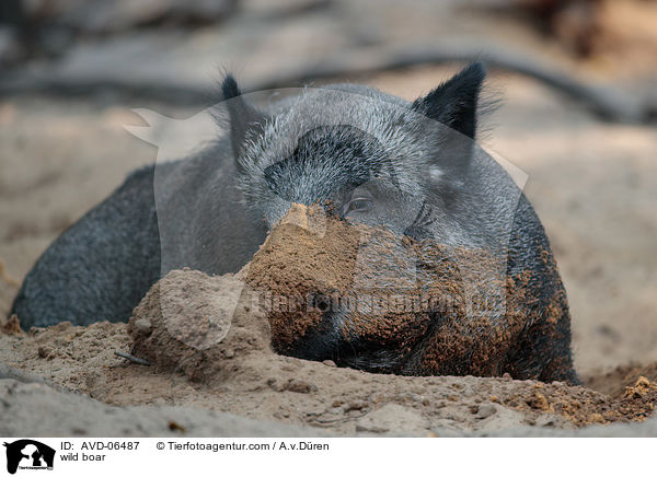 Wildschwein / wild boar / AVD-06487