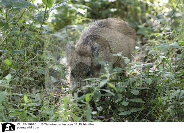 junges Wildschwein / young wild boar / FF-10995