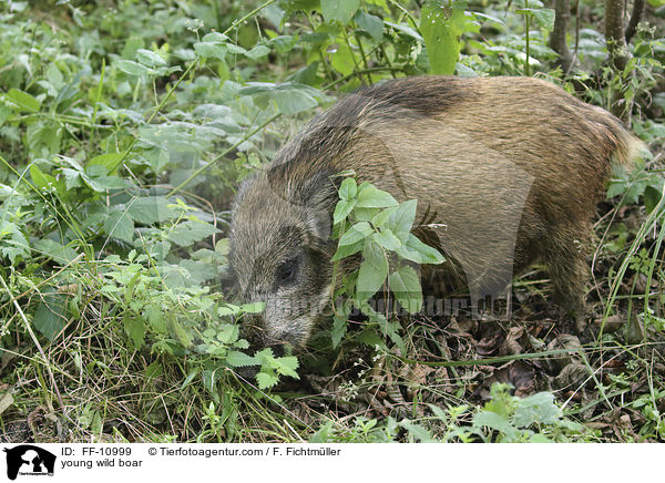 junges Wildschwein / young wild boar / FF-10999
