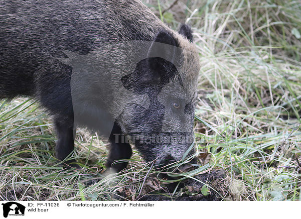 Wildschwein / wild boar / FF-11036