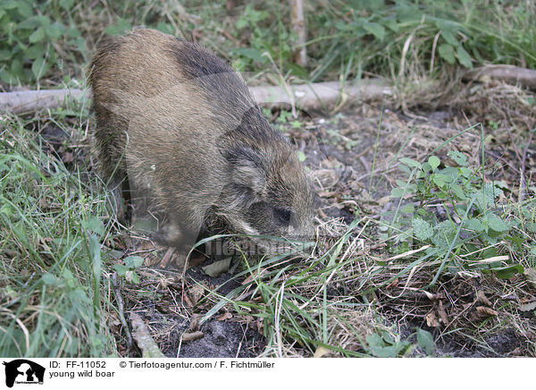 junges Wildschwein / young wild boar / FF-11052