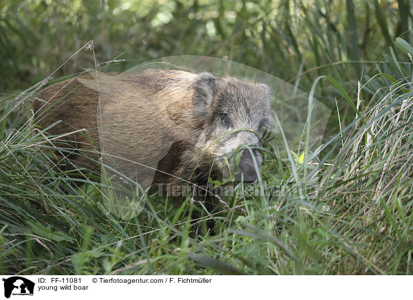 junges Wildschwein / young wild boar / FF-11081