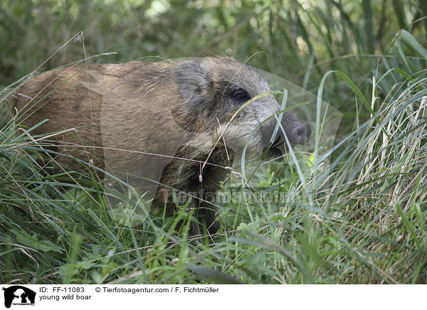junges Wildschwein / young wild boar / FF-11083